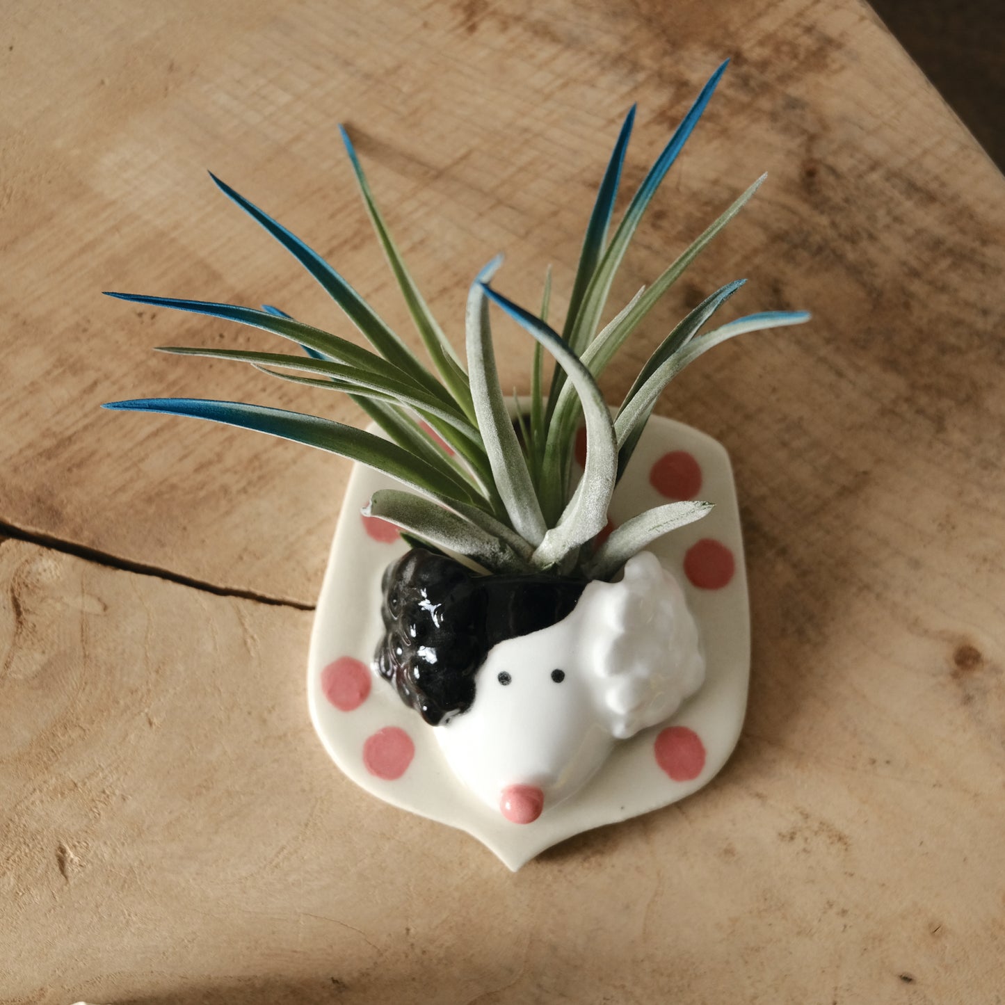 Workshop: Air Plant Holders (Oct 4, 10am-12:30pm)